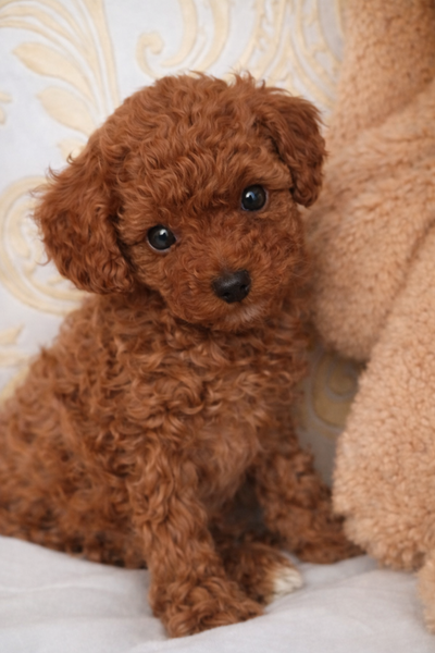 Fetita Pudel/Poodle Toy-Mini Red