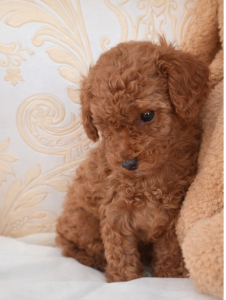 Fetita Pudel/Poodle Toy-Mini Red