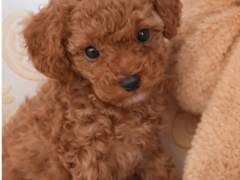 Fetita Pudel/Poodle Toy-Mini Red