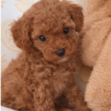 Fetita Pudel/Poodle Toy-Mini Red