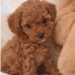 Fetita Pudel/Poodle Toy-Mini Red