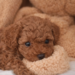 Fetita Pudel/Poodle Toy-Mini Red