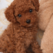 Fetita Pudel/Poodle Toy-Mini Red