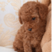 Fetita Pudel/Poodle Toy-Mini Red